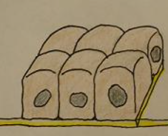 <p>name that cell shape </p>
