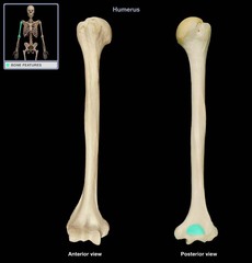 <p>Name this specific part of the humerus.</p>
