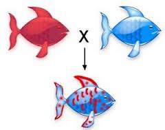 <p>Both alleles are expressed in the phenotype</p>
