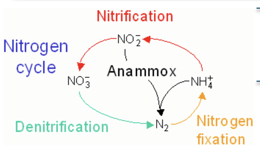 <ul><li><p><span style="background-color: inherit; line-height: 19.55px; color: windowtext;">Driven by chemoautotrophs to generate energy -> take it and go back to N2 gas</span><span style="line-height: 19.55px; color: windowtext;">&nbsp;</span></p><ul><li><p class="Paragraph SCXO236967936 BCX0" style="text-align: left;"><span style="background-color: inherit; line-height: 19.55px; color: windowtext;">Other organisms take before they can get to it</span><span style="line-height: 19.55px; color: windowtext;">&nbsp;</span></p></li></ul></li></ul><p></p>