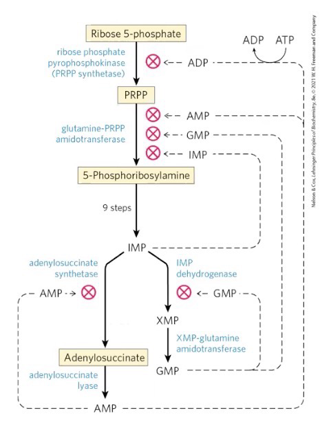 <p>Focus on regulation up to IMP:</p><p>Ribose 5-phosphate → PRPP (PRPP synthetase) is inhibited by energy level (ADP)</p><p>PRPP → 5-phosphoribosylamine (Glutamine-PRPP amidotransferase) (Step 1) is inhibited by all end products (IMP, GMP, and AMP)</p><p></p><p>Post IMP (“Fork-in-the-road”):</p><p>IMP → AMP is feedback-inhibited by AMP</p><p>Same for IMP → GMP feedback-inhibited by GMP</p><p>Basically a balancing act so that AMP and GMP levels will stay at the correct level</p>