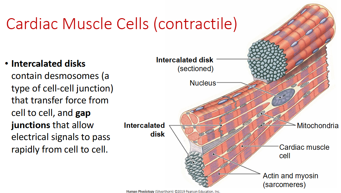 <p><span>contain desmosomes (a type of cell-cell junction) that transfer force from cell to cell, and gap junctions that allow electrical signals to pass rapidly from cell to cell</span></p>