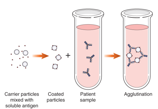 <p>Lab carrier particles (ex. lab RBCs, latex-beads, silicate beads) are bound to a known Ag → Patient serum is added to check for patient Ab (unknown) binding to lab Ag (known)</p><ul><li><p>Positive test: agglutination</p></li></ul><p></p><p>Checks for: virus immunity (patient should have Ab for it), rheumatoid factor (autoimmune response if binds), Group A strep immunity</p>