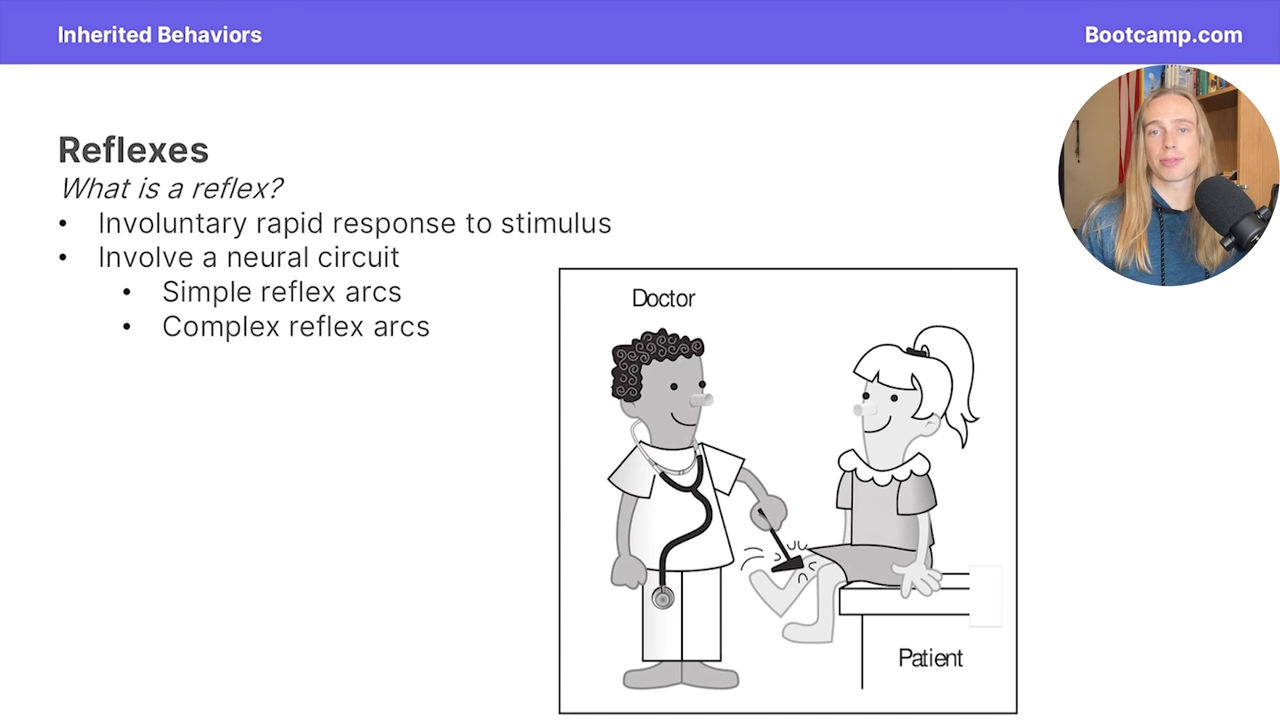 <p>Simple reflex arcs or complex reflex arcs</p>