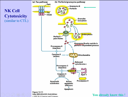 <ul><li><p>NK cells are a part of innate immune response, because they can lyse cells</p><ul><li><p>can also be a part of the adaptive immune response </p></li></ul></li><li><p>NK cells also have Fc receptors (Fc gamma receptor 3), which leads to antibody dependent cellular cytotoxicity </p></li><li><p>cytotoxicity is similar to that of CTLs (perforin, granzymes, apoptosis, etc) </p></li></ul><p></p>