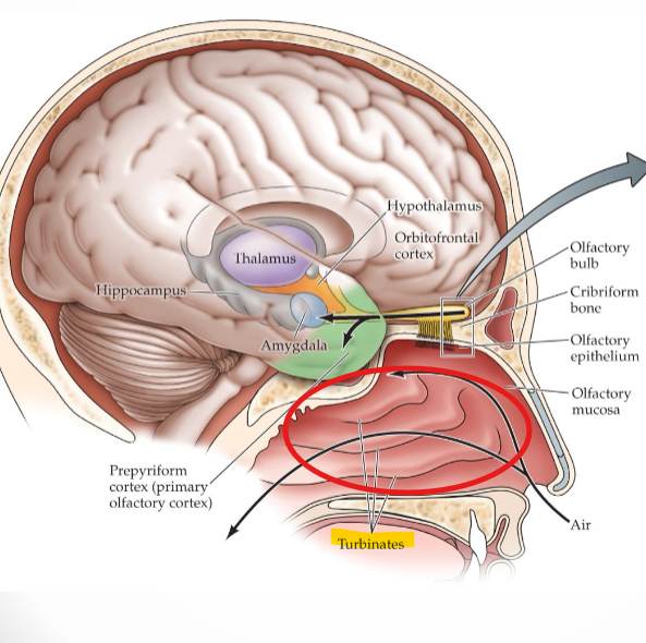 <p>Curved surfaces in nasal cavity that direct air flow</p>