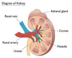 <p>kidney</p>