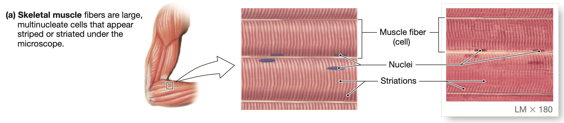<p>All skeletal muscles are <strong>striated</strong>. Each skeletal muscle cell has alternating dark and light bands.</p><ul><li><p>Each muscle cell is multinucleated, and spans the length of the ENTIRE muscle.</p><ul><li><p>Hence, can be the largest cells in the body</p></li></ul></li></ul><p></p>