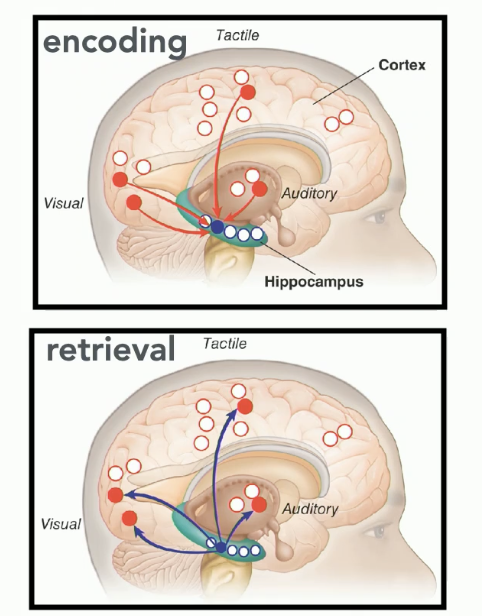 <p><strong>Encoding</strong></p><ol><li><p>features of an experience are encoded as a pattern of activity in the sensory cortices (visual, auditory, etc.)</p></li><li><p>the hippocampus binds all of this information together</p><ul><li><p>hippocampus serves as a pointer to the other systems of the brain, indexing the features of the memory</p></li></ul></li></ol><p><strong>Retrieval </strong>(if the hippocampus has done this binding successfully)</p><ol><li><p> Later when the hippocampus gets a cue (a reminder of that memory) it pattern<strong> </strong>completes<strong> (hippocampal pattern completion) </strong>the rest of the memory: </p><ul><li><p>the whole pattern of the memory is reactivated in the hippocampus</p></li><li><p>hippocampus is recreating that pattern of cortical activity</p></li></ul></li><li><p>that is going to reactivate the sensory features of the memory in cortex</p><ul><li><p>at least some parts of the cortex that were active during encoding of a memory are reactivated (reinstated) when that memory is retrieved</p></li></ul></li></ol><p></p>