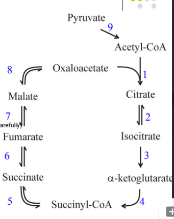 <ul><li><p> the reaction that links glycolysis with the CAC - rxn 9</p></li><li><p> the oxidative decarboxylation reactions - rxn 9, 3, 4</p></li><li><p> the irreversible (exergonic) reactions - rxn 1, 3, 4, 9</p></li><li><p> the “energy capture” steps; the reactions in which NADH, FADH2 or GTP are generated - rxn 3, 4, 5, 6, 8, 9</p></li><li><p> the reactions in which CO2 is produced - rxn 9, 3, 4</p></li><li><p> the regulated reactions - 9, 1, 3, 4</p></li><li><p> substrate level phosphorylation reaction - 5</p></li><li><p> oxidation reactions- 9, 3, 4, 6, 8</p></li></ul><p></p>