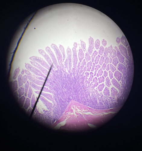 <p>Identify this organ</p>