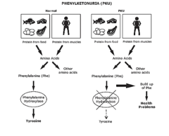 <p>- caused by a recessive allele that doesn't code for the enzyme that breaks down the amino acid phenylalanine.</p><p>- This disease can result in mental retardation or death</p>