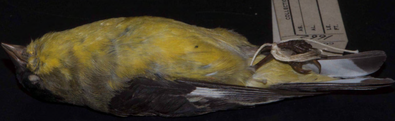 <p>Lesser Goldfinch</p>