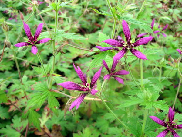 <p>Type: Herbaceous perennial | Features: Small star-shaped rich cerise-pink flowers held above low lush mounds of mid-green leaves, excellent ground cover, sun or shade, tolerates most conditions except waterlogged soil.</p>