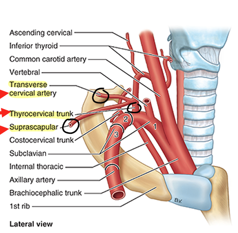 <ul><li><p>two branches of thyrocervical trunk (<u>1st part of subclavian</u>)</p><ul><li><p><strong>transverse cervical trunk </strong></p></li><li><p><strong>suprascapular artery</strong></p></li></ul></li><li><p><strong>3rd part of subclavian</strong></p></li><li><p><strong>occipital artery</strong></p><ul><li><p>branch of external carotid at apex of cervical region</p></li></ul></li></ul><p></p>