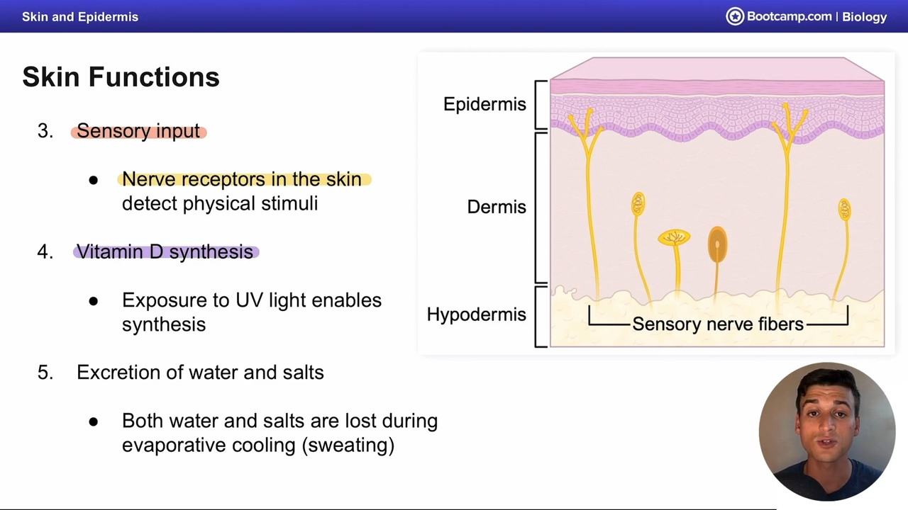 <p>Nerve receptors </p>
