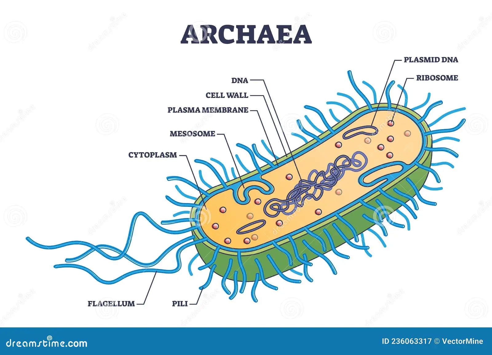 <p>What are Archaea?</p>