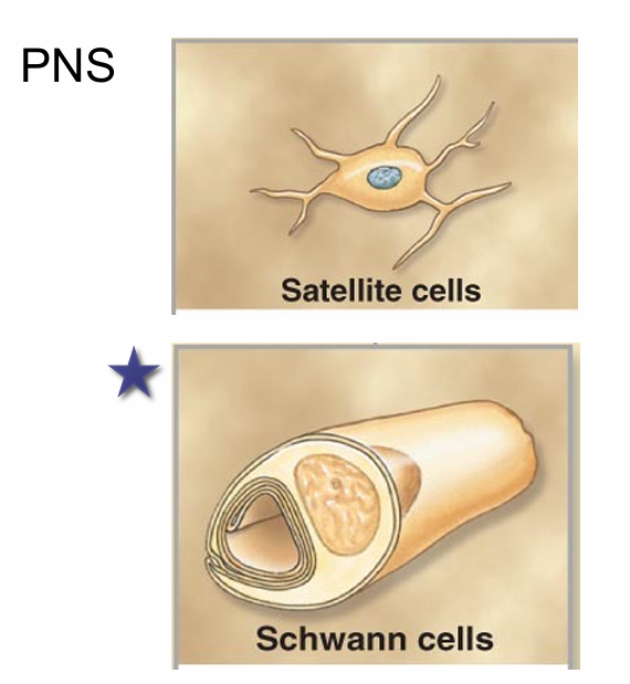 <ul><li><p>Satellite cells</p></li><li><p>Schwann cells</p></li></ul><p></p>