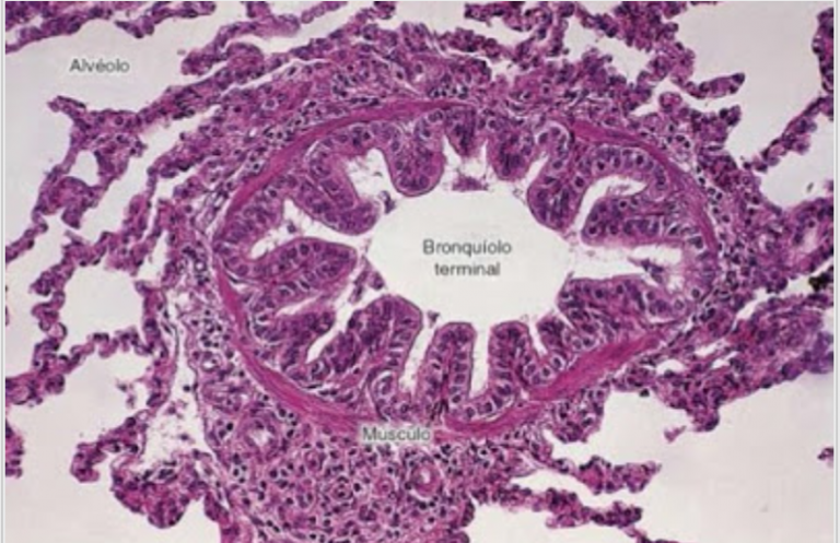 <p><strong><mark data-color="#a7d1dc" style="background-color: rgb(167, 209, 220); color: inherit;">Cartílago hialino</mark></strong></p>