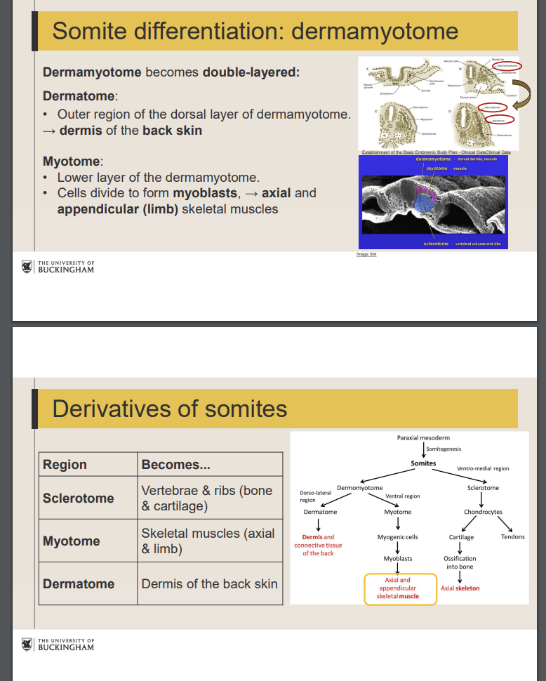 <p>dermatome: differentiates dermis of the back skin</p><p>myotome: differentiates into skeletal muscle.</p>