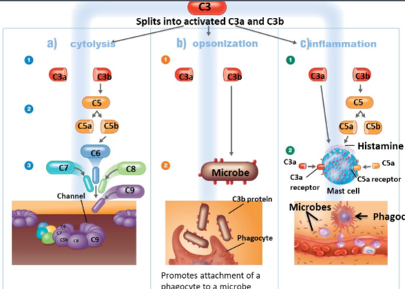 <ul><li><p>Cytolysis: Proteins create a membrane attack complex (MAC). Microbes burst as extracellular fluid flows in through transmembrane channel formed by membrane attack complex.</p></li><li><p>opsonization: Coating microbes with C3b promotes attachment of a phagocyte to a microbe</p></li><li><p>inflammation: Blood vessels become more permeable, and chemotactic agents attract phagocytes to area.</p></li></ul><p></p>