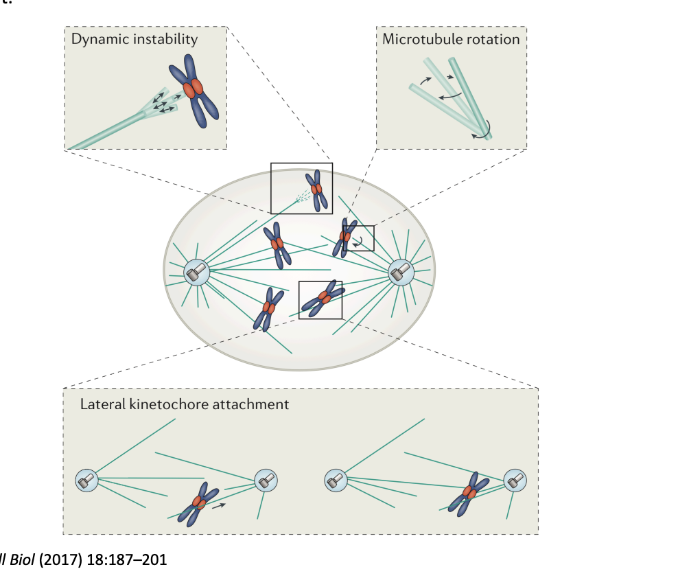 <p><strong>Search and capture</strong></p><ol><li><p>dynamic MT is nucleated by the centrosome</p></li><li><p>contacts kinetochore</p></li><li><p>captured</p><ol><li><p>begins by <strong>lateral</strong> kinetochore- MT attachments </p></li><li><p>then are converted to end-on attachments</p></li><li><p><strong>or</strong> reorient a kinetochore to favour an end-on attachment</p></li></ol></li><li><p>dynamics suppressed</p></li></ol><p></p>