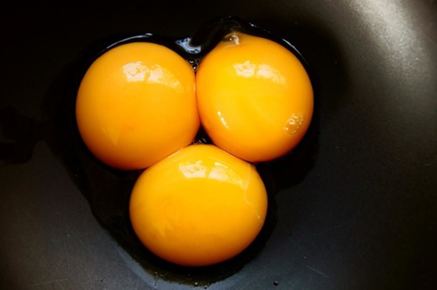 <p>The part of the amniotic egg that holds the nutritious food (yolk) for the embryo.</p>
