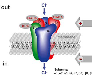 <p>pentameric, 2 alpha, 2 beta, 1 gamma</p>