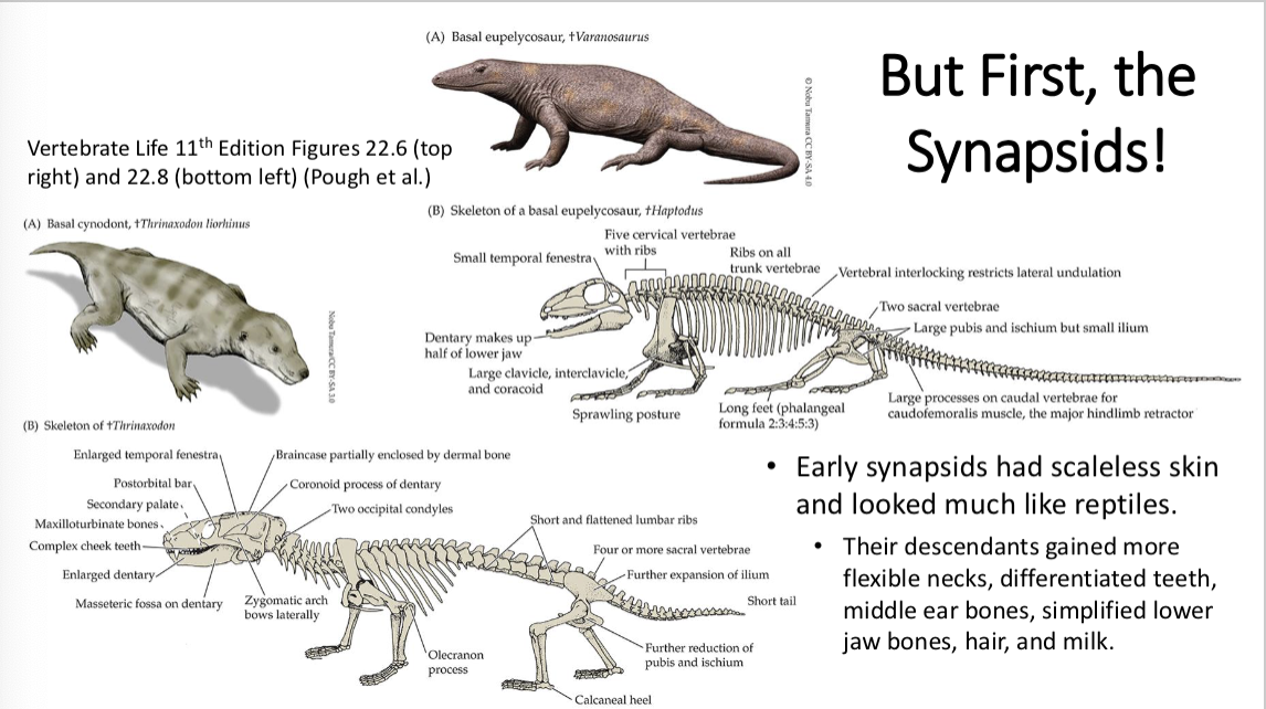 <ul><li><p>early synapsids had scaleless skin and looked like reptiles</p></li><li><p>descendants gained more flexible necks, differentiated teeth, middle ear bones, simplified jawbones, hair and milk</p></li><li><p>the lower jaw evolved into one bone, and the other bones migrated to the inner ear to create the ossicles for great hearing in mammals</p></li><li><p>synapsids evolved fewer ribs, longer legs, and more upright posture for faster locomotion</p></li><li><p>synapsids = one temporal fenestra on each side of their skull</p></li><li><p>sauropsids and synapsids both arose in Carboniferous, but synapsids quickly dominated the Permian on land</p></li></ul><p></p>