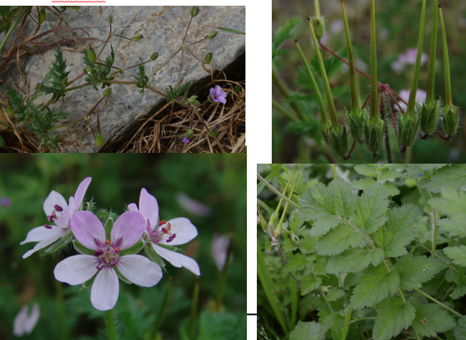 <img src="https://assets.knowt.com/user-attachments/42cddf27-a599-4c41-a4c8-22c8a634095d.png" data-width="100%" data-align="center"><p>Geef de familie.</p>