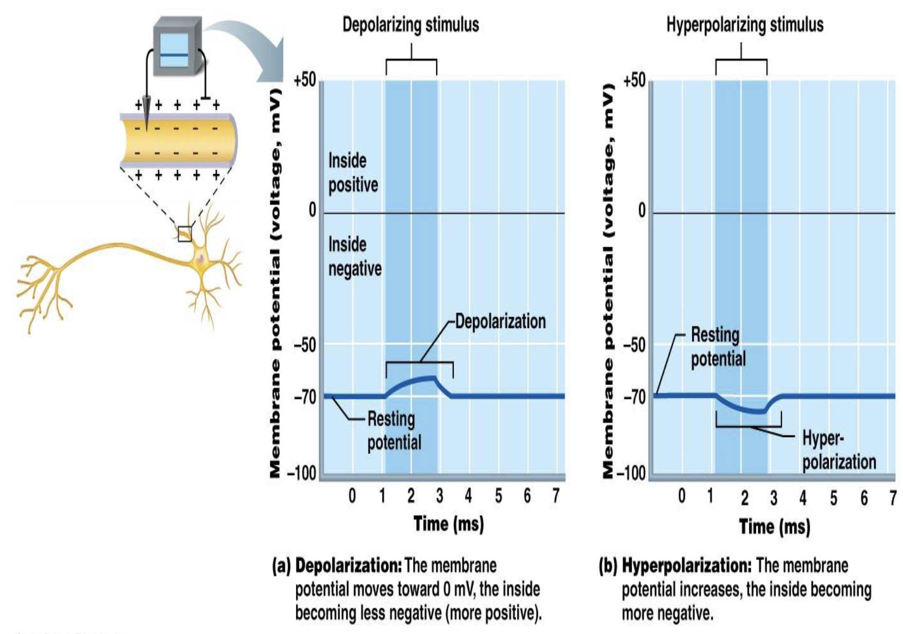 <ul><li><p>What can change membrane potential?</p><ul><li><p>Ex?</p></li></ul></li></ul><p></p>