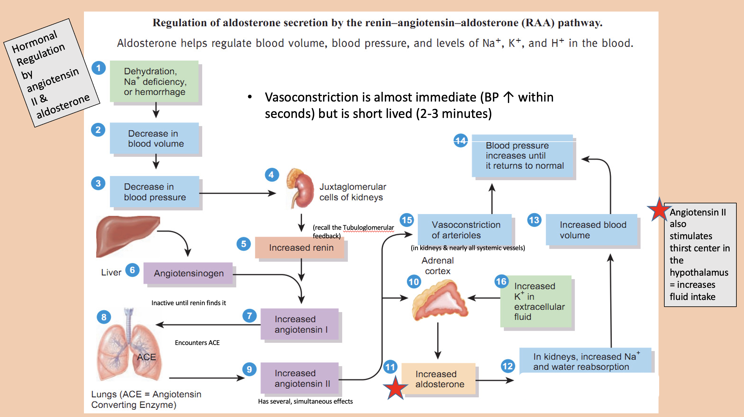 <p><span>increases fluid intake</span></p>