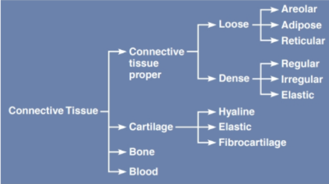 <ul><li><p><span style="background-color: transparent; font-family: "Playfair Display", serif;">11 types of connective tissue</span></p></li><li><p><span style="background-color: transparent; font-family: "Playfair Display", serif;">Connective tissue proper =fibrous connective tissue</span></p></li></ul><p></p>