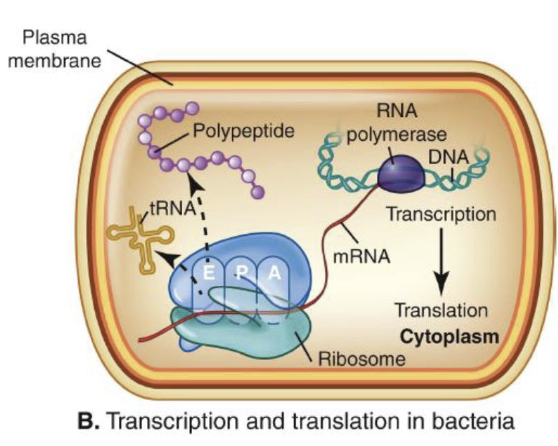<p><strong>Control of transcription by mRNA secondary structure</strong></p><ul><li><p><strong><em>Attenuation</em></strong> = Interaction between translation and transcription processes</p><ul><li><p>If ribosome quickly follows RNA polymerase, terminator hairpin RNA loops are formed in the leader sequence and the polymerase detaches.</p></li><li><p>“Stalling out” of ribosome in mRNA leader sequence allows transcription to continue.</p></li></ul></li><li><p>This process can’t occur in eukaryotes because translation and transcription isn’t coupled.</p></li><li><p>This occurs <strong><em>after</em></strong> initiation of transcription but prevents it from continuing.</p></li></ul><p></p>