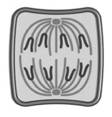 <ul><li><p>pull chromatids apart by shortening of spindle fibres&nbsp;</p></li><li><p>sister chromatids migrate to the opposite ends of the cell</p></li><li><p>mitochondria supply energy needed for this phase</p></li></ul><p></p>