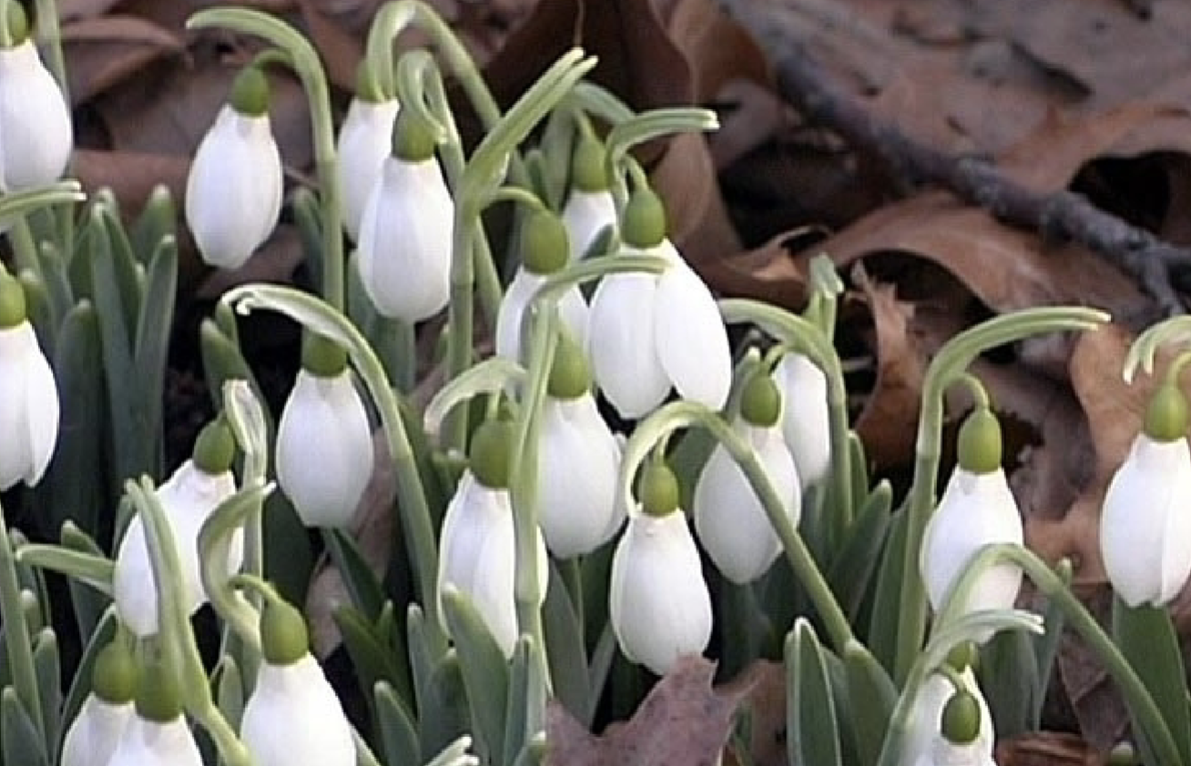 <p>Galanthus elwesii (nivalis)</p><p>Snowdrop</p><p>Amaryllidaceae</p><p></p><p>2nd to flower</p><p>Think that the snow is dropping and as is the flower drooping </p><p>white flower</p><p>broad leaves</p><p>sepals are different colors (those little outer leaves)</p>