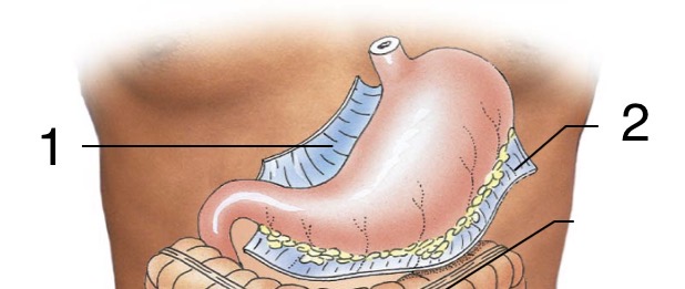 <p>Label the stabilizers of the Stomach</p>