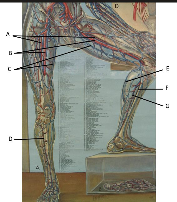 <p>E</p>