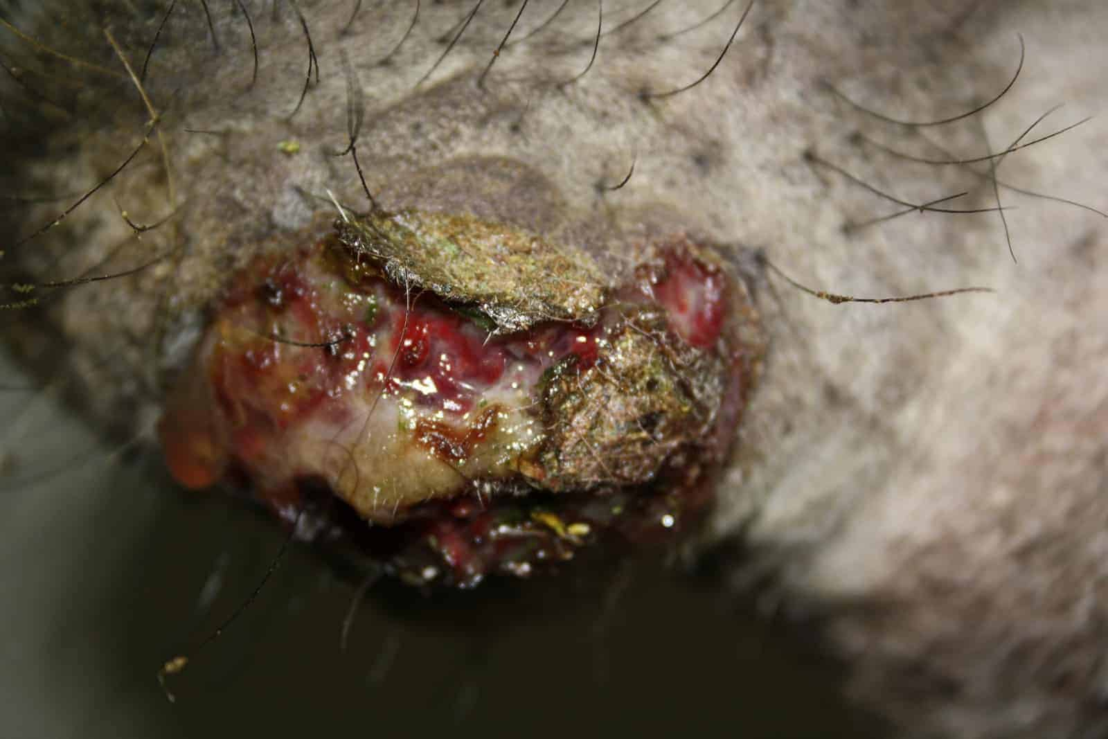 <p>Caseous abscesses</p>