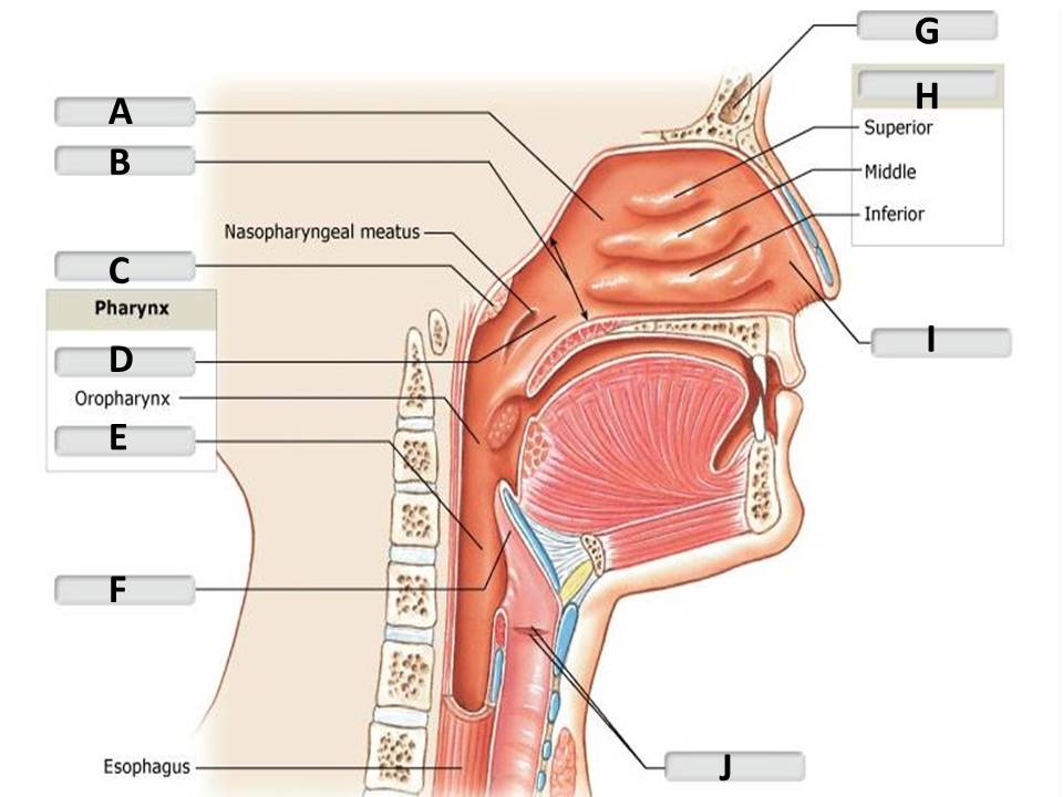<p>Identify the nasal cavity/pharynx structure labeled "F"</p><p> </p><p>laryngopharynx</p><p> </p><p>epiglottis</p><p> </p><p>nasopharynx</p><p> </p><p>glottis</p>