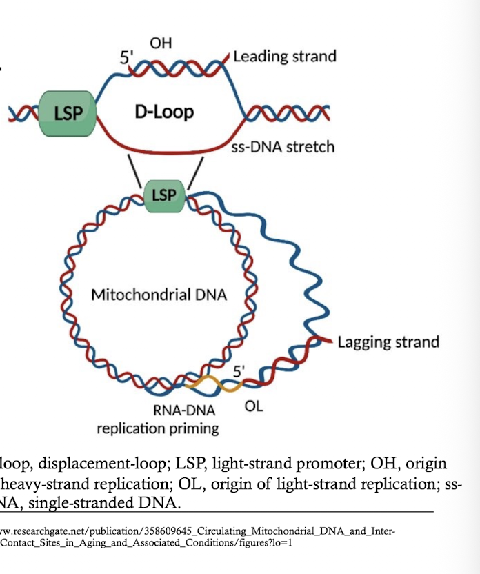 <p>-Mitochondrial has only one promoter area, the D-loop</p><p>-nucleus encoded proteins control mtDNA transcription and replication </p><p>-Mitochondrial transcription factor A (TFAM) and DNA polymerase gamma (POLG) control transcription and replication</p>