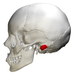 <p>Mastoid process</p>