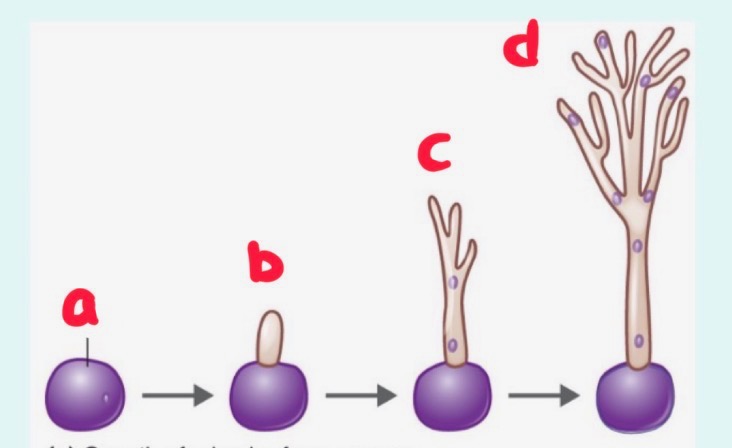 <p>What is this? label it</p>