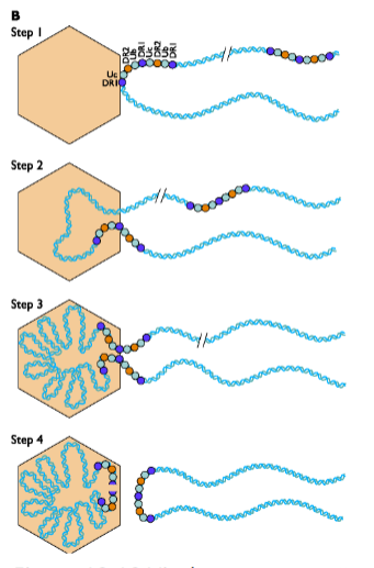 <p><strong><em><u>Direct repeats</u></em></strong> = mark the end of a genome + help package only one genome into the capsid</p><ul><li><p><strong><em><u>proteins bind to the repeats</u></em></strong></p></li><li><p>Empty capsid binds to these proteins</p></li><li><p>DNA is stuffed in</p></li><li><p>Stuffing <strong><u>occurs until proteins on the other end are reached</u></strong></p></li><li><p>Cleavage of remaining concatemer of DNA</p></li></ul><p></p>
