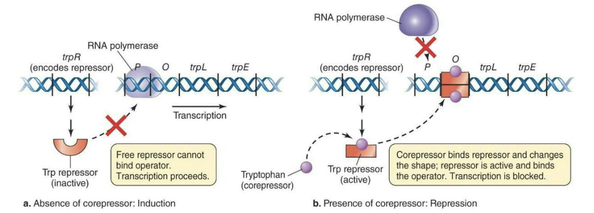 <ul><li><p><strong>Negative control of transcription – repressible expression – <em>trp</em> operon</strong></p><ul><li><p>A <strong><em>repressor protein</em></strong> binds to the <strong><em>operator</em></strong>, blocking RNA polymerase (inhibiting transcription).</p></li><li><p><strong><em>Effector molecules</em></strong> can also <strong><em>inhibit transcription</em></strong> by binding to the repressor and enhancing its ability to bind to the operator (e.g. trp operon).</p></li><li><p>Tryptophan = Corepressor (a type of effector molecule)</p></li></ul></li></ul><p></p>