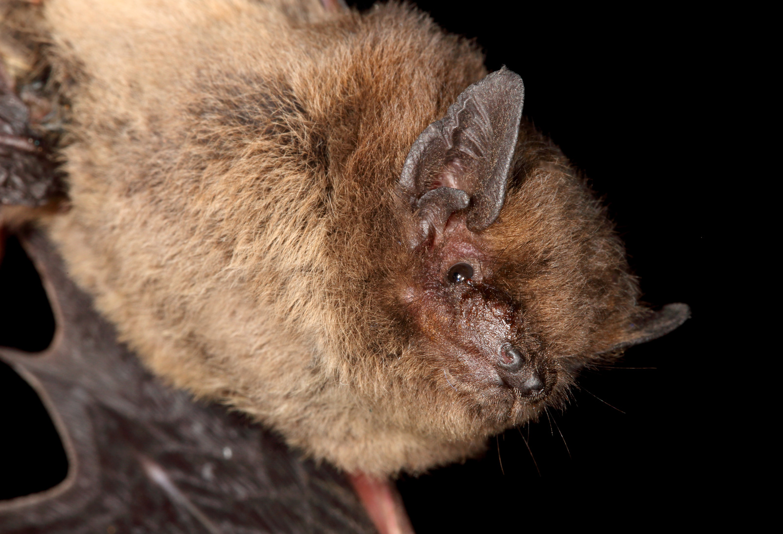 <p><span>Kroppslängd&nbsp;36–51 mm</span></p><p><span>underarm&nbsp;28–34 mm</span></p><p><span>vingspann&nbsp;180–240 mm </span></p><p></p><p><span>Ganska ovanlig art</span></p>