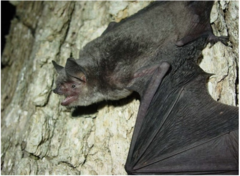 <p>gray myotis</p>