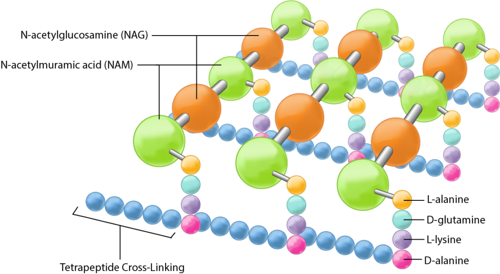 <p>In peptidoglycan, what are the NAG-NAM chains?</p>