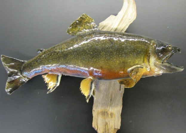 <p>Common name, Family, Scientific Name?</p>