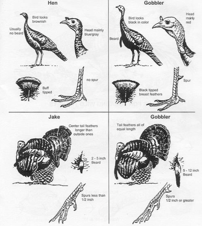 <p>Based on the length of its beard, if it has a spur on its legs, how long the tail feathers are, etc. </p>